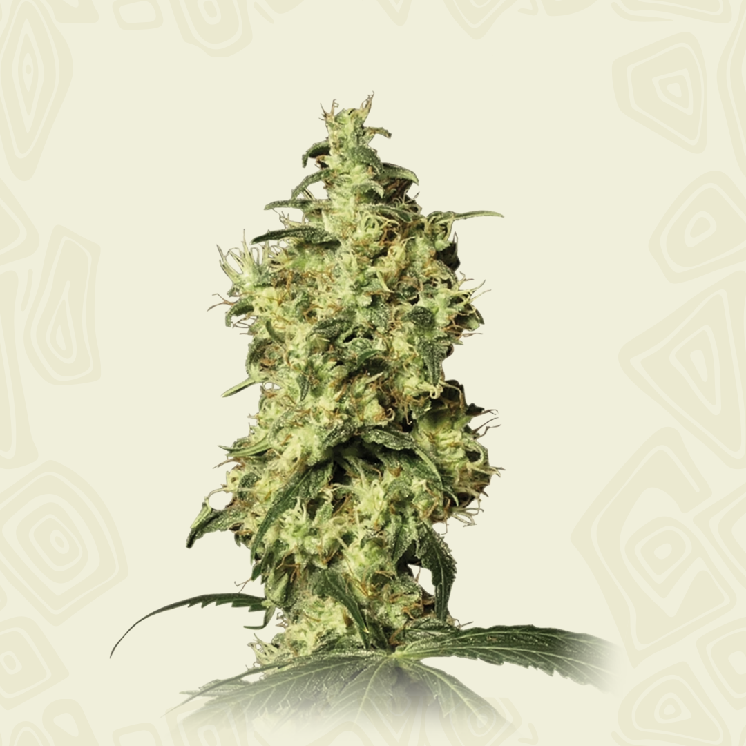 Image result for White Widow Feminized seeds - Kk2 Trading - KK2 Trading BV