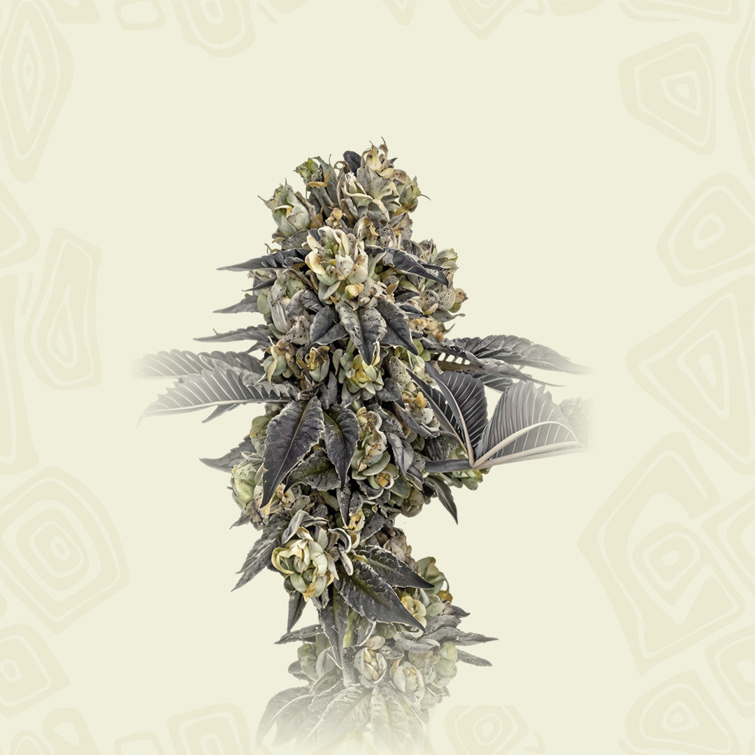 strawberry haze seeds Strawberry Banana Feminized seeds